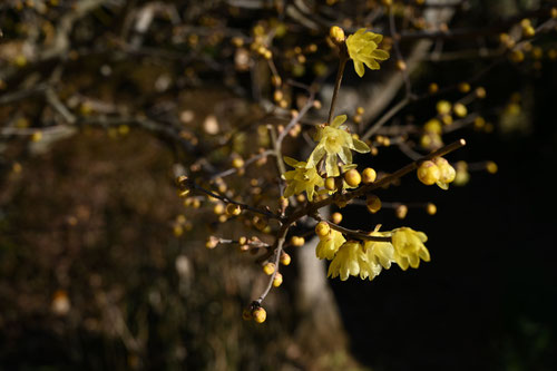 Flowering trees in Japan in January