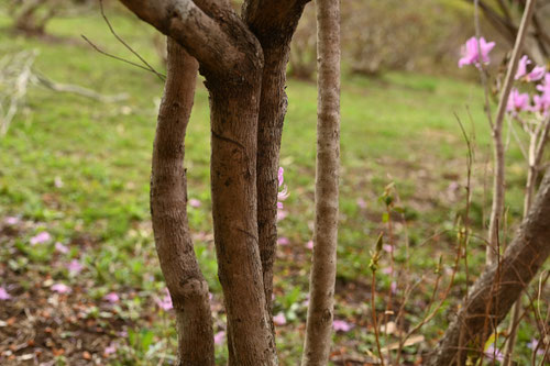 紫の花が咲くツツジ