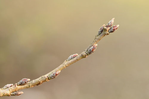 エドヒガン,江戸彼岸桜,えどひがん,特徴
