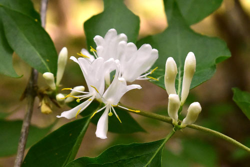 花瓢箪木,植物,ハナヒョウタンボク,はなひょうたんぼく
