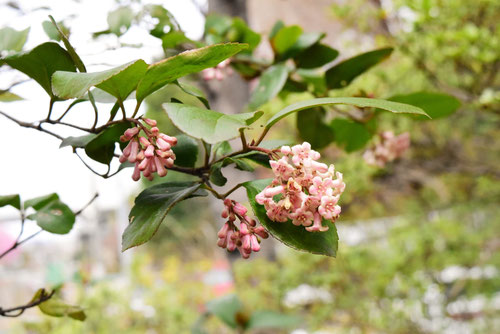香りのある木,良い香りの花