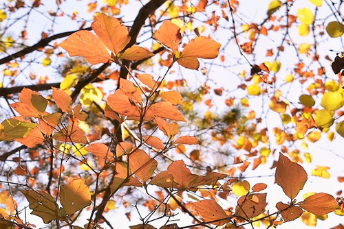 ミツバツツジの紅葉