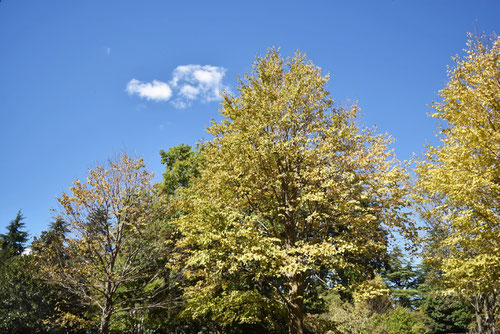 カツラの木,紅葉,かつら