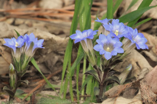 ひめりんどうの花