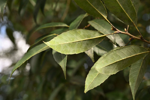 シラカシの木,しらかし,白樫,植物