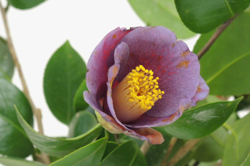 紫色の花が咲くツバキの木