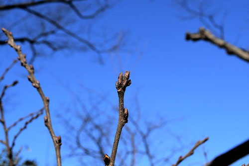 山桜桃梅 特徴