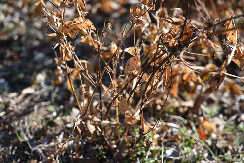 Two-leaf vetch