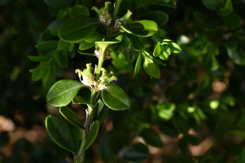 ヒメツゲ,果実,種子,ひめつげ