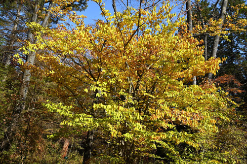 ちどりのき,紅葉,チドリノキ