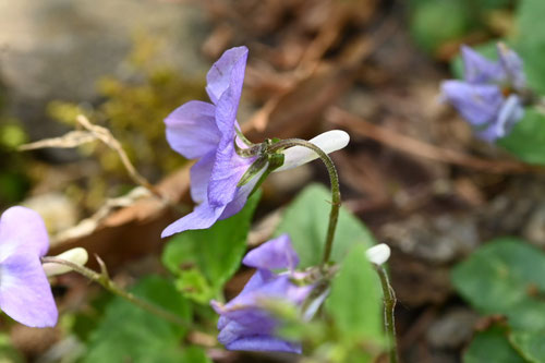 タチツボスミレ - 庭木図鑑 植木ペディア