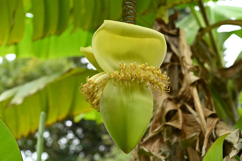 芭蕉の花,バショウ,植物,ばしょう