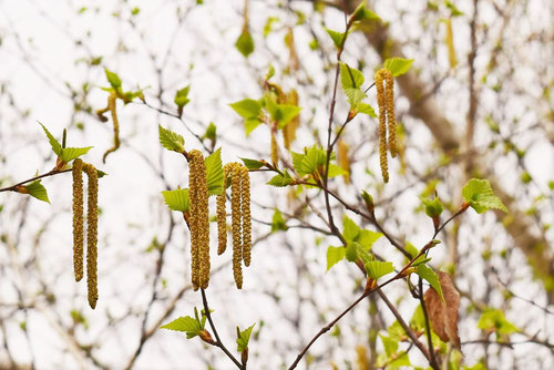 白樺の花,しらかば,時期,雌雄