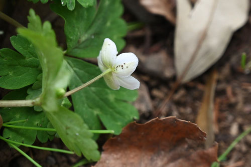 Soft windflower