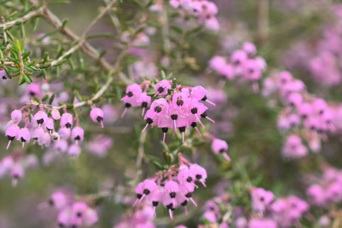 エリカ,草花,植物