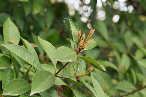 冬芽,かなめもち,カナメモチの木の特徴は