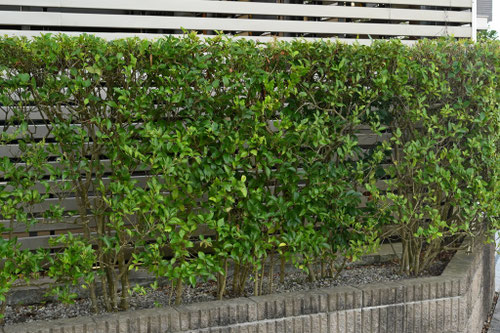 家の周りに植える木