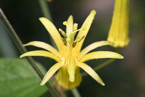 黄色い花が咲く時計草,とけいそう