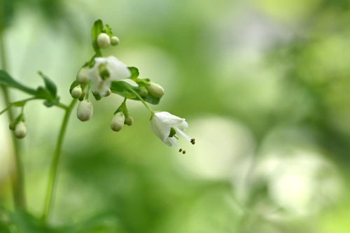 まつかぜそう,植物