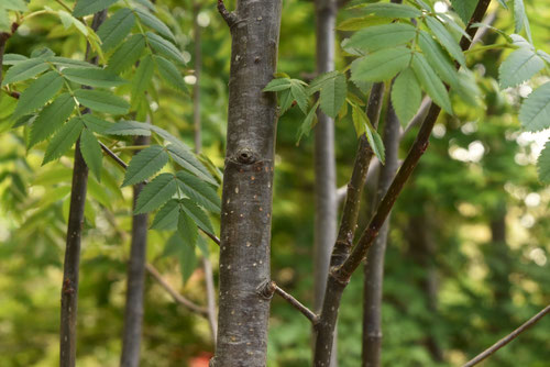 Japanese rowan,stem