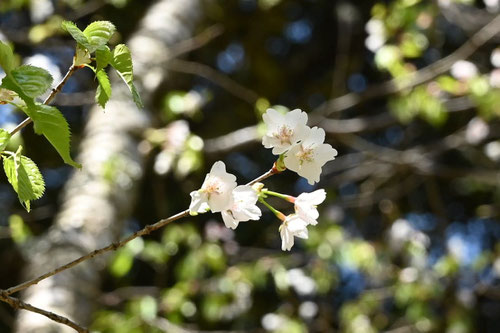 かすみざくら,霞桜,画像