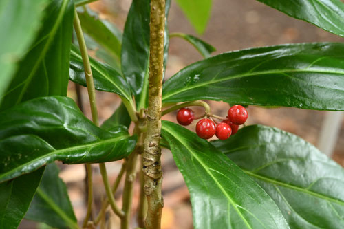 カラタチバナ,赤い実,ヒャクリョウ,ひゃくりょう,植物