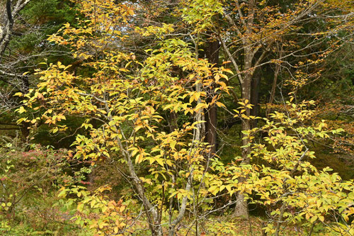 タムシバ,紅葉