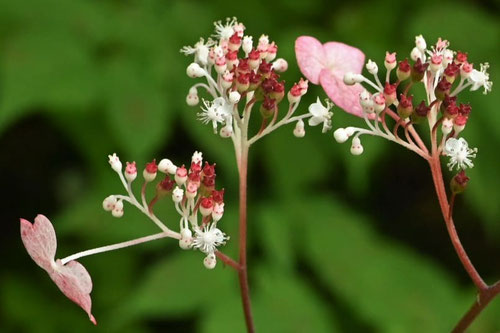 花の色