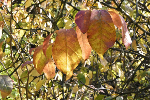 ワジョウザンの木,紅葉