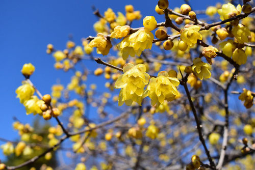 flowers of winter sweet　