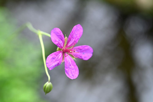 雄蕊,雌蕊,あさまふうろ