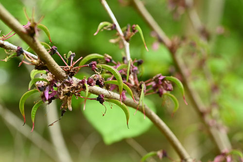 ハナズオウ,Chinese Judas tree