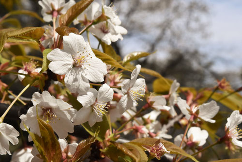 ヤマザクラ,山桜,やまざくら,花,画像