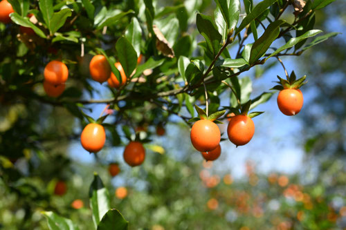 シセントキワガキ