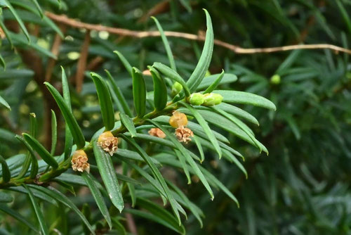 伽羅木の花,時期