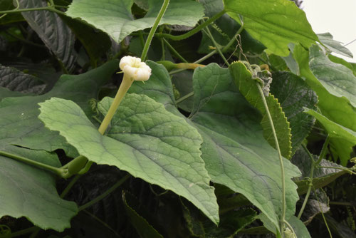 karasuuri flower,カラスウリ,からすうり