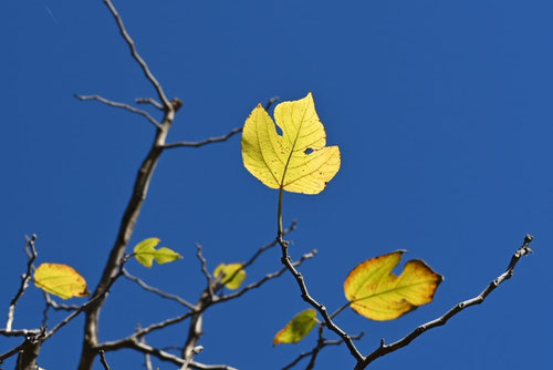 カジノキ,かじのき,紅葉
