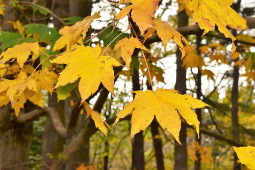 いたやかえで,紅葉