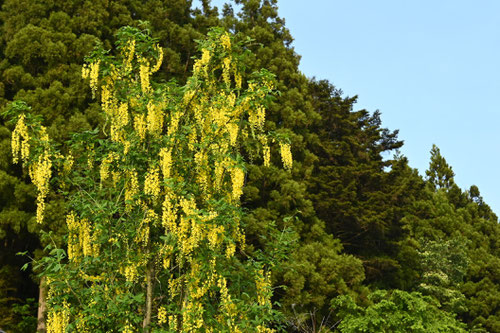 黄色いフジの花,何の木