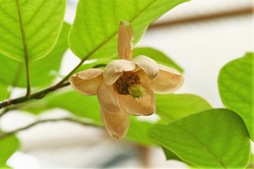 オオヤマレンゲ,大山蓮華,植物,おおやまれんげ