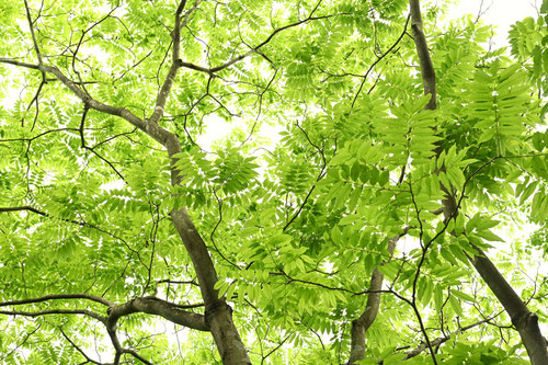 Soapberry tree