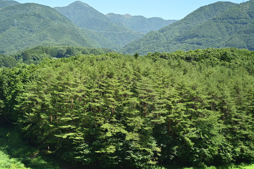 Japanese Red Pine,tree
