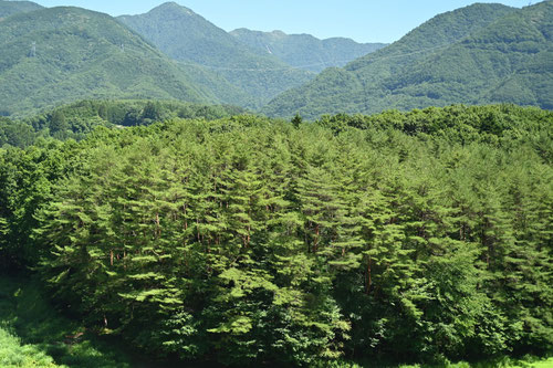 Japanese Red Pine,tree,赤松,あかまつ