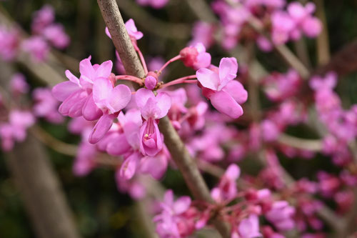 ハナズオウの花,はなずおう