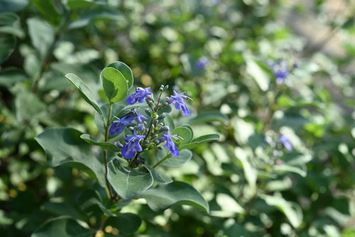 Flowering trees in August in July
