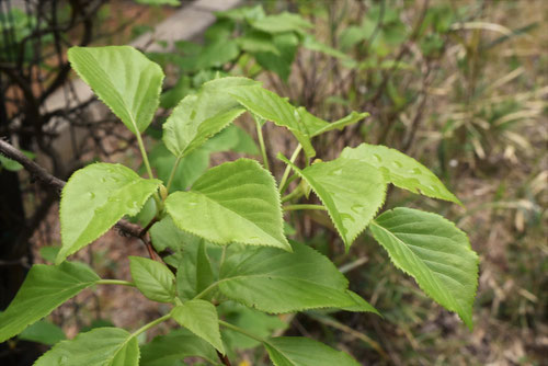 Climbing hydrangea