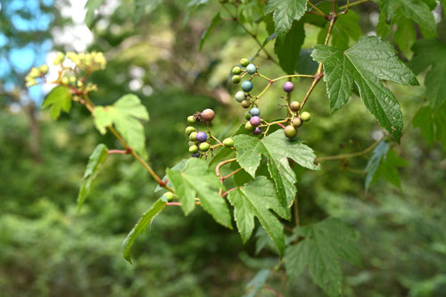 のぶどう,nobudou,ノブドウ,植物