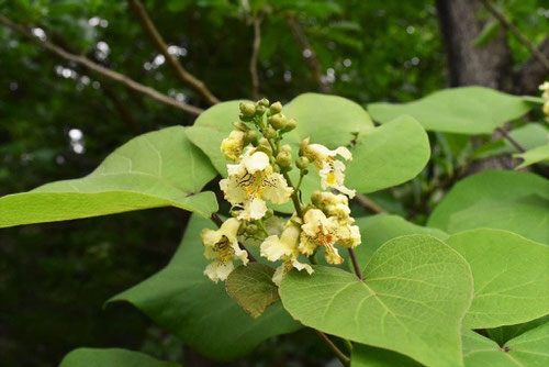 きささげ,木の花