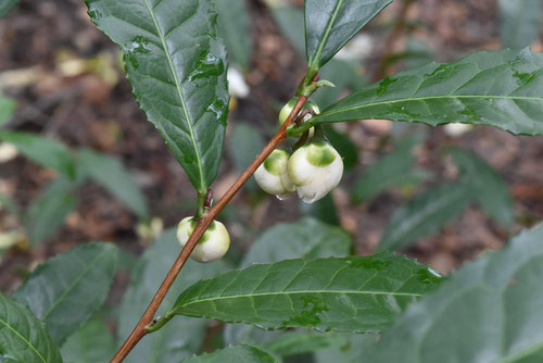 ちゃのき,お茶の木,蕾,花