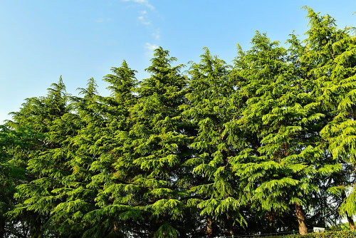 ヒマラヤスギ,Himalayan　Cedar　